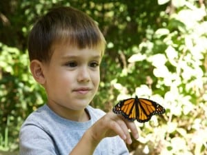 child-boy-face-with-butterfly