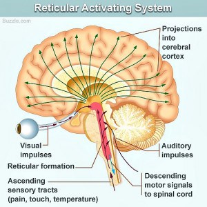 reticular formation diagram