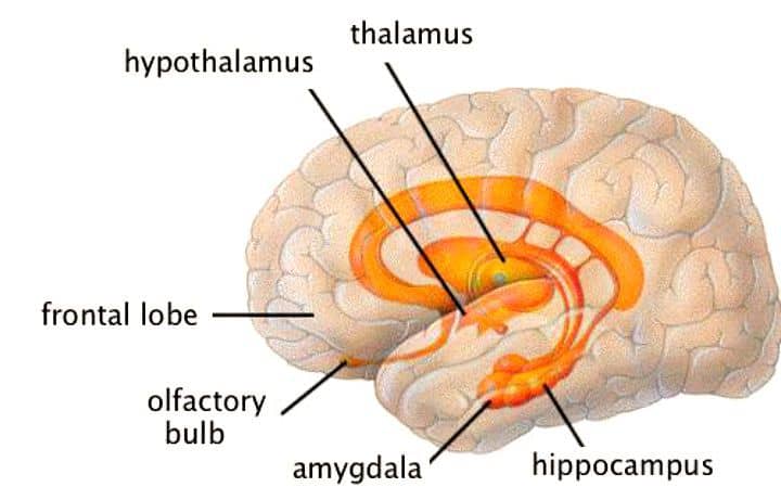 Meet the Limbic System - Unyte Integrated Listening