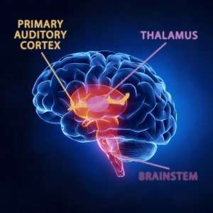 Neurobites Thalamus, Auditory Cortex, Brainstem