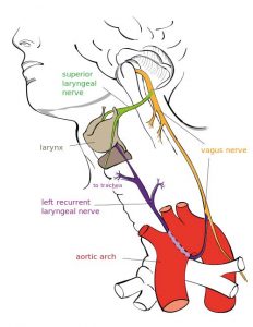 Vagus Nerve Diagram