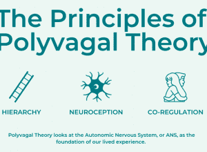 polyvagal-theory-infographic-preview