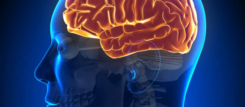 Whole Brain